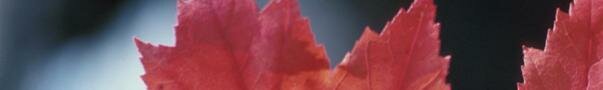 Banner Image - Maple leaves
